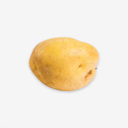 breadfruit breadfruit
