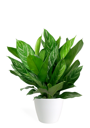 Aglaonema Plant