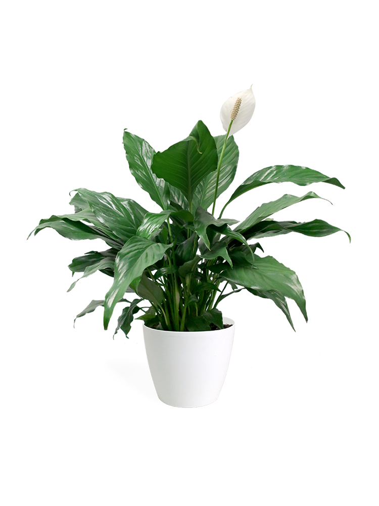 Peace Lily