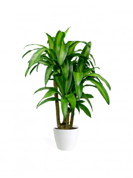 Rubber Plants