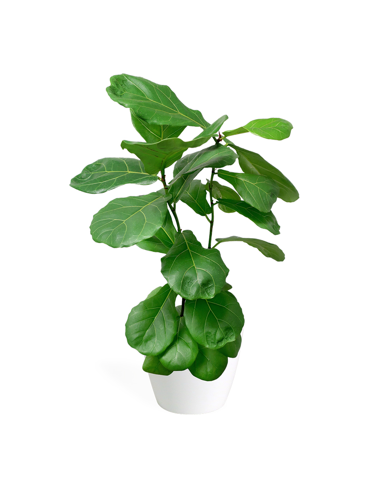 Pilea