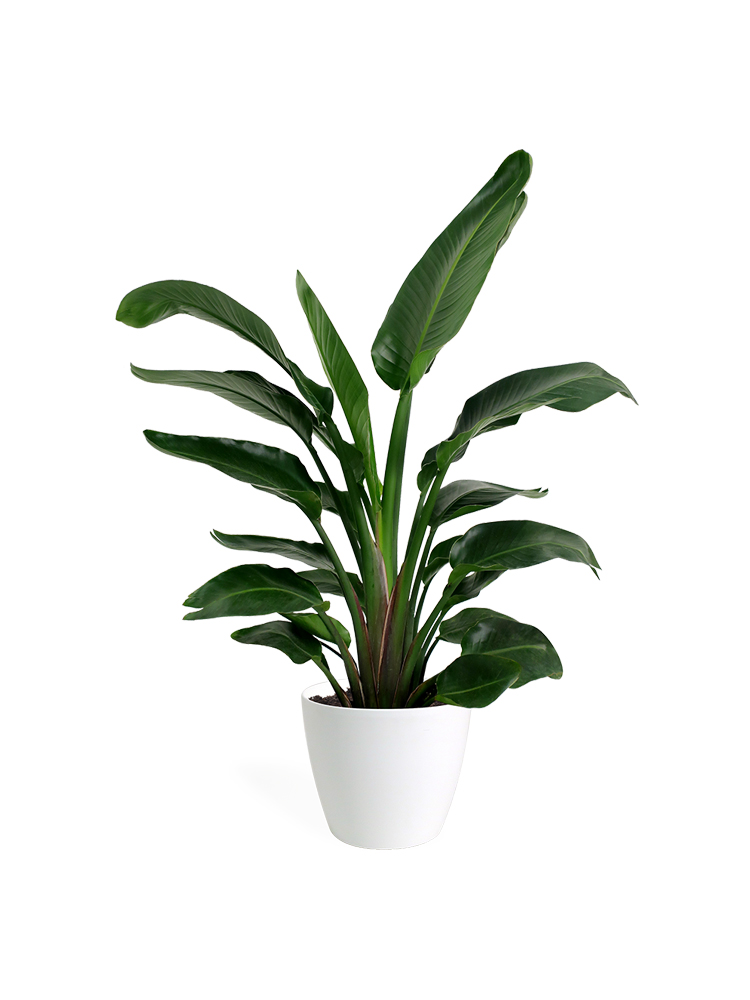 Rubber Plants