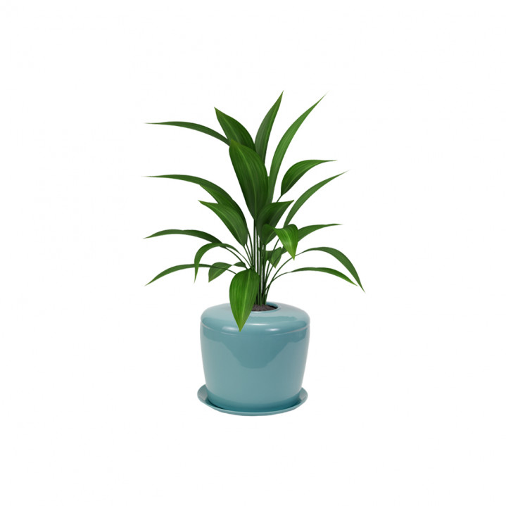  Snake Plant