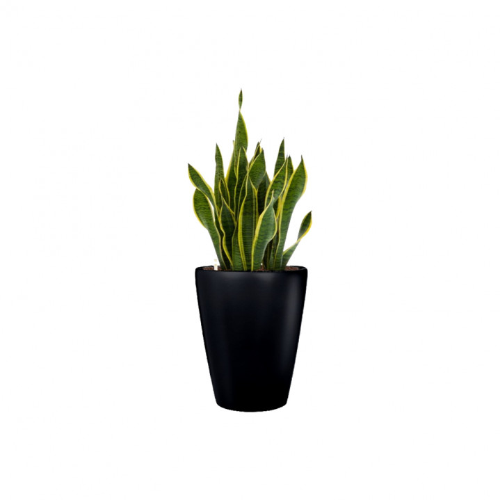 Snake Plant