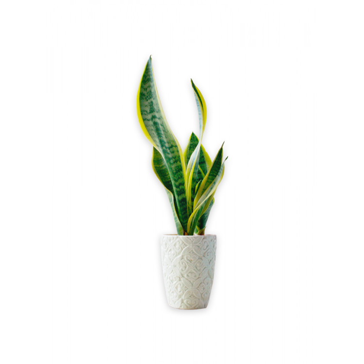 Spider Plant